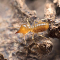 Termites Close Up on Termites nest
